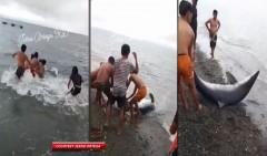 Buntis na pating na inakalang blue marlin, hinatak ng mga tao papunta sa dalampasigan thumbnail
