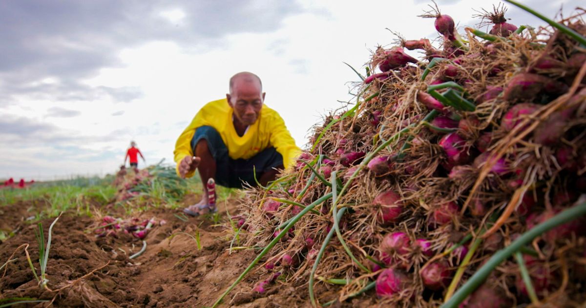 Farmers call for support as vegetable importation affect their earnings