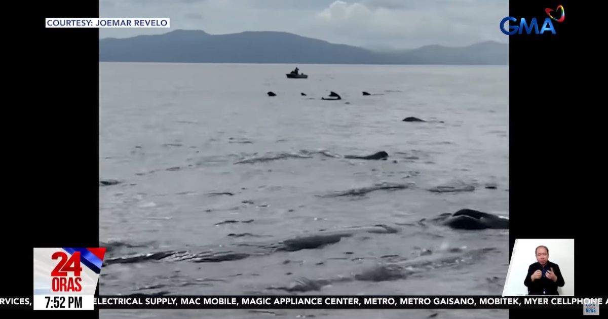 Visitors encounter hundreds of dolphins, whales in Zamboanga Del Sur