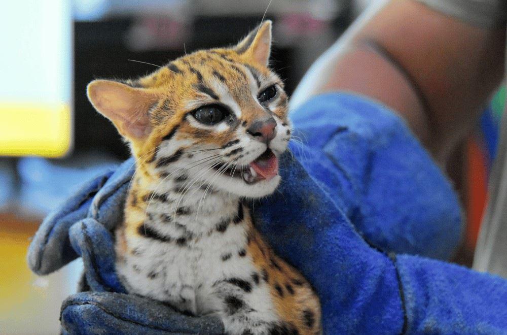 Endangered na leopard cat, 'bumisita' sa isang hotel sa Puerto Princesa