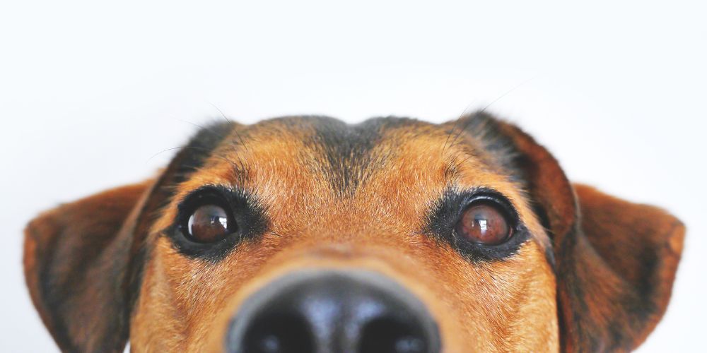 Rabies is 100% fatal, but also 100% preventable — experts