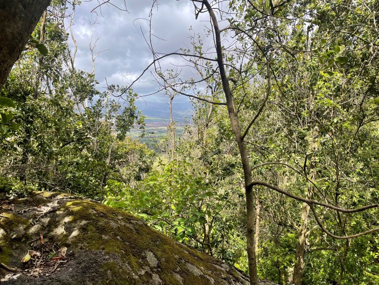 Hawaii's 'bone collector' caterpillar wears the body parts of dead prey