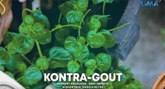 Halamang 'Pansit-pansitan' na nakikita sa mga daan, maaaring panggamot sa 'gout'  thumbnail