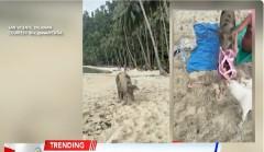 Baboy na pagala-gala sa beach, nangdekwat ng bag ng turista sa Palawan thumbnail
