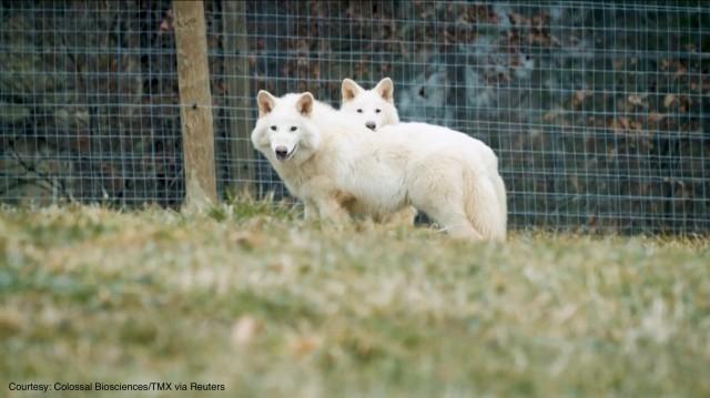 Photo courtesy: Colossal Biosciences/TMX via Reuters