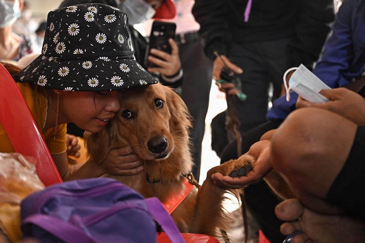 Thai search dogs go from sniffing to soothing at collapsed tower site 
