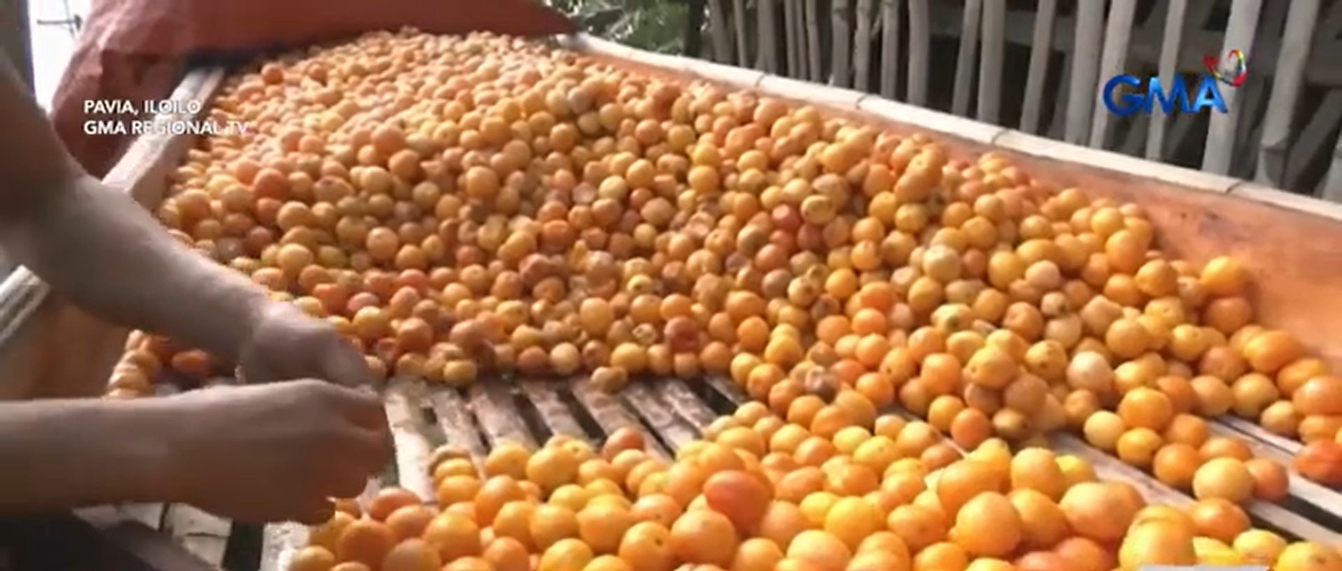 Farmers in Iloilo town discard 3 tons of tomatoes due to oversupply