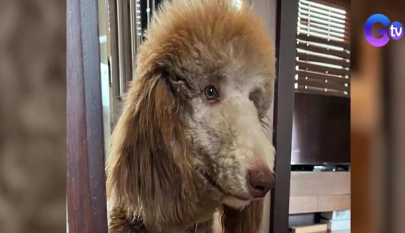 Two dogs die in animal training facility in Marikina City