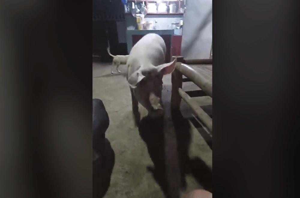 Makku, the pig who went viral for being a loyal pet