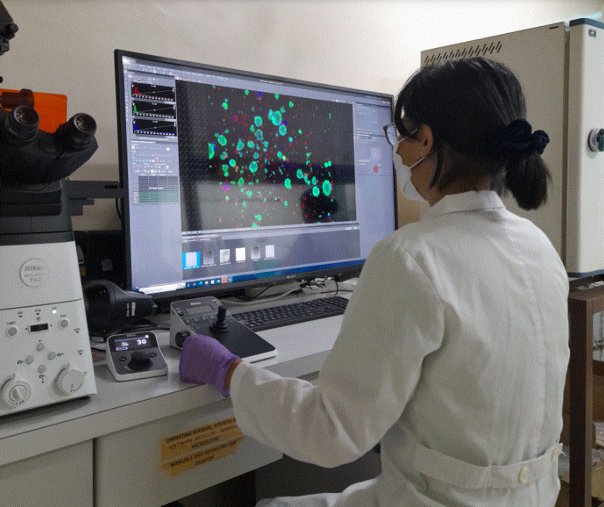 UP biologists use mathematical model to detect early signs of metastasis in breast  cancer patients | GMA News Online