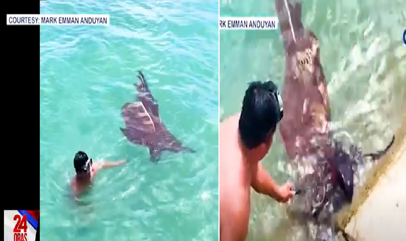 Nahuling lamang-dagat sa Leyte na tila kumot, alamin kung totoo o peke thumbnail