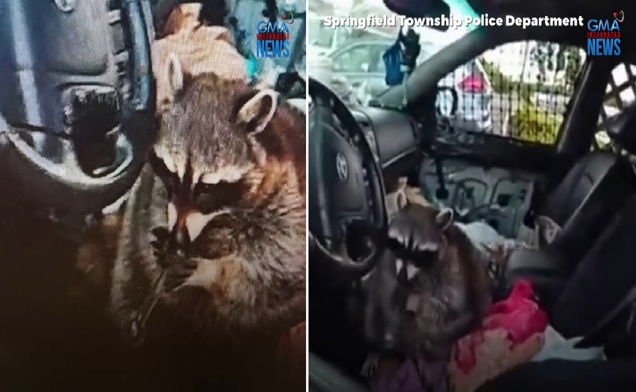 Pulis, nahuli ang raccoon na sinubukang gamitin ang drug paraphernalia sa kotse sa USA thumbnail