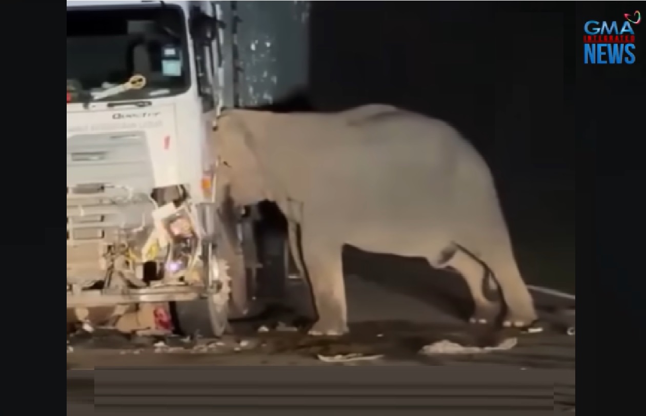 Inang elepante, ayaw iwan ang anak na nasagasaan ng truck sa Malaysia thumbnail