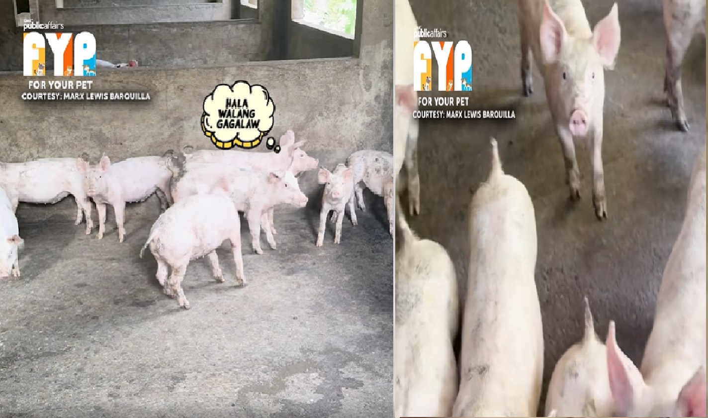 Mga baboy na ayaw makatay, 'di gumalaw; nakakaintindi nga ba ng sinasabi ng tao? thumbnail