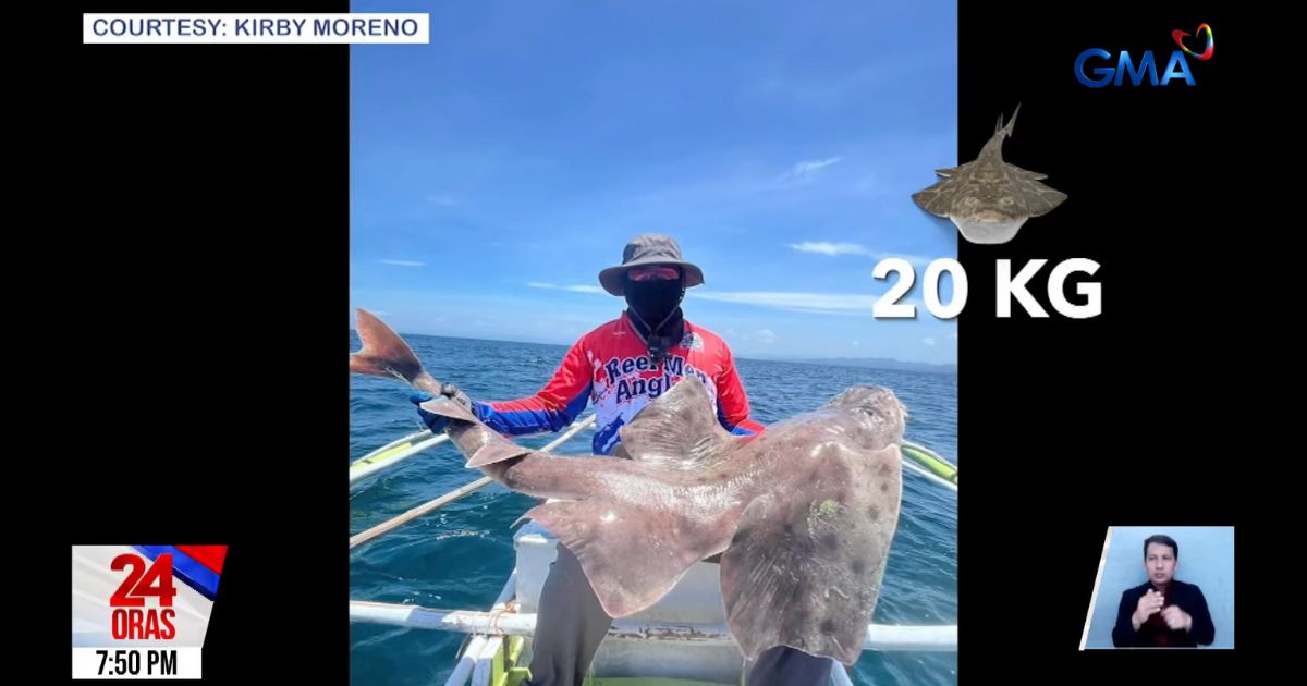 Angel shark caught and immediately released by angler in Negros Occidental