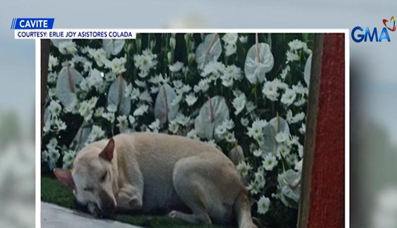 Pet dog dies allegedly from poisoning by neighbor in Cavite