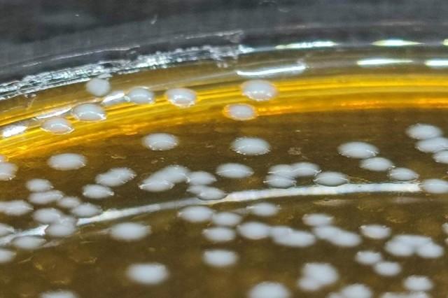 Limosilactobacillus fermentum colonies on agar, derived from burong isda. (Photo credit: Joshua Veluz) 