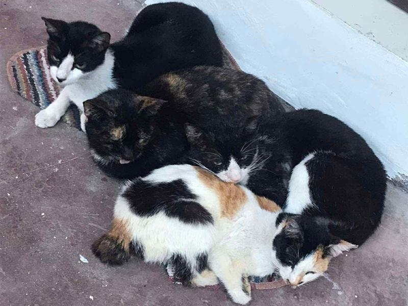 Tragic Discovery: Over 100 Dead Cats Found in Abandoned Home in Japan