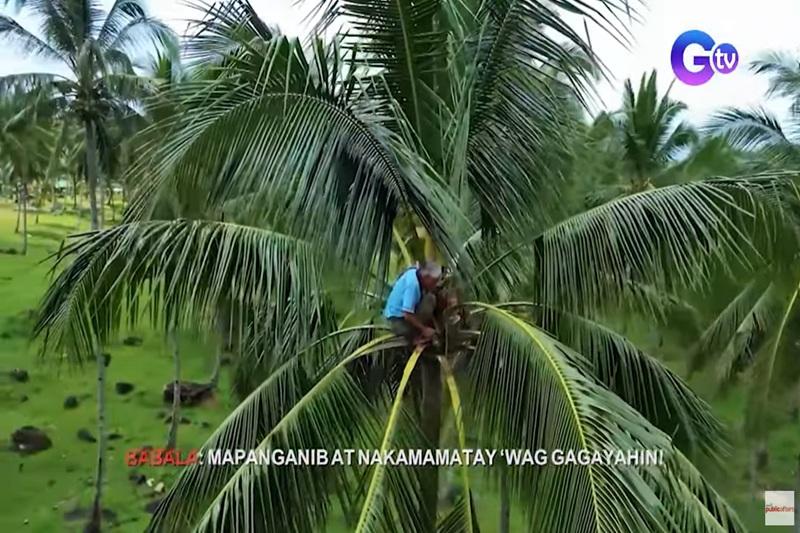 80-anyos na wala nang paningin, umaakyat pa rin sa puno ng niyog para pagkakitaan ang tuba