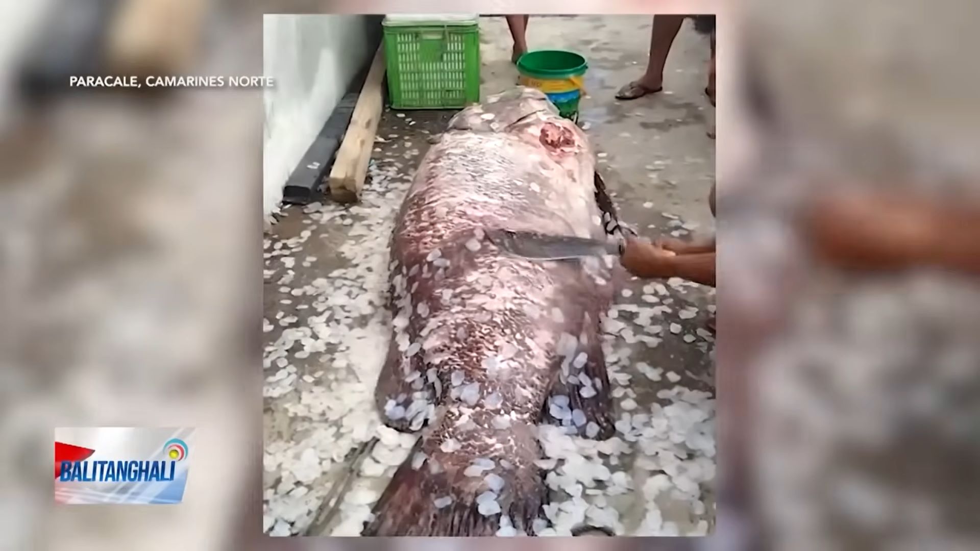 Dambuhalang lapu-lapu na may bigat na 150 kilo, nahuli sa Camarines Norte
 thumbnail