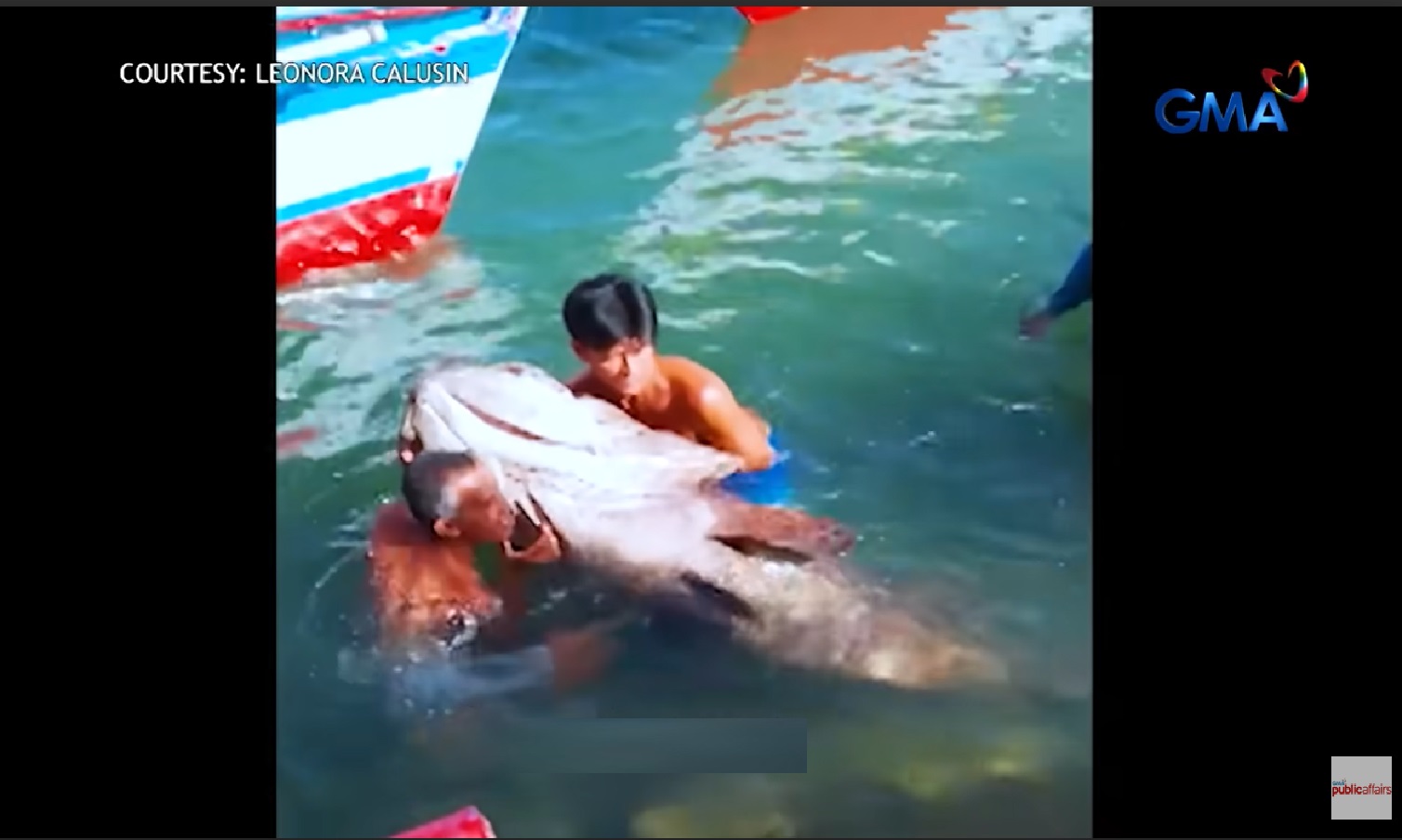 Giant lapu-lapu na nahuli sa Camarines Norte, mahigitan kaya ang nahuli noong nakaraang taon?