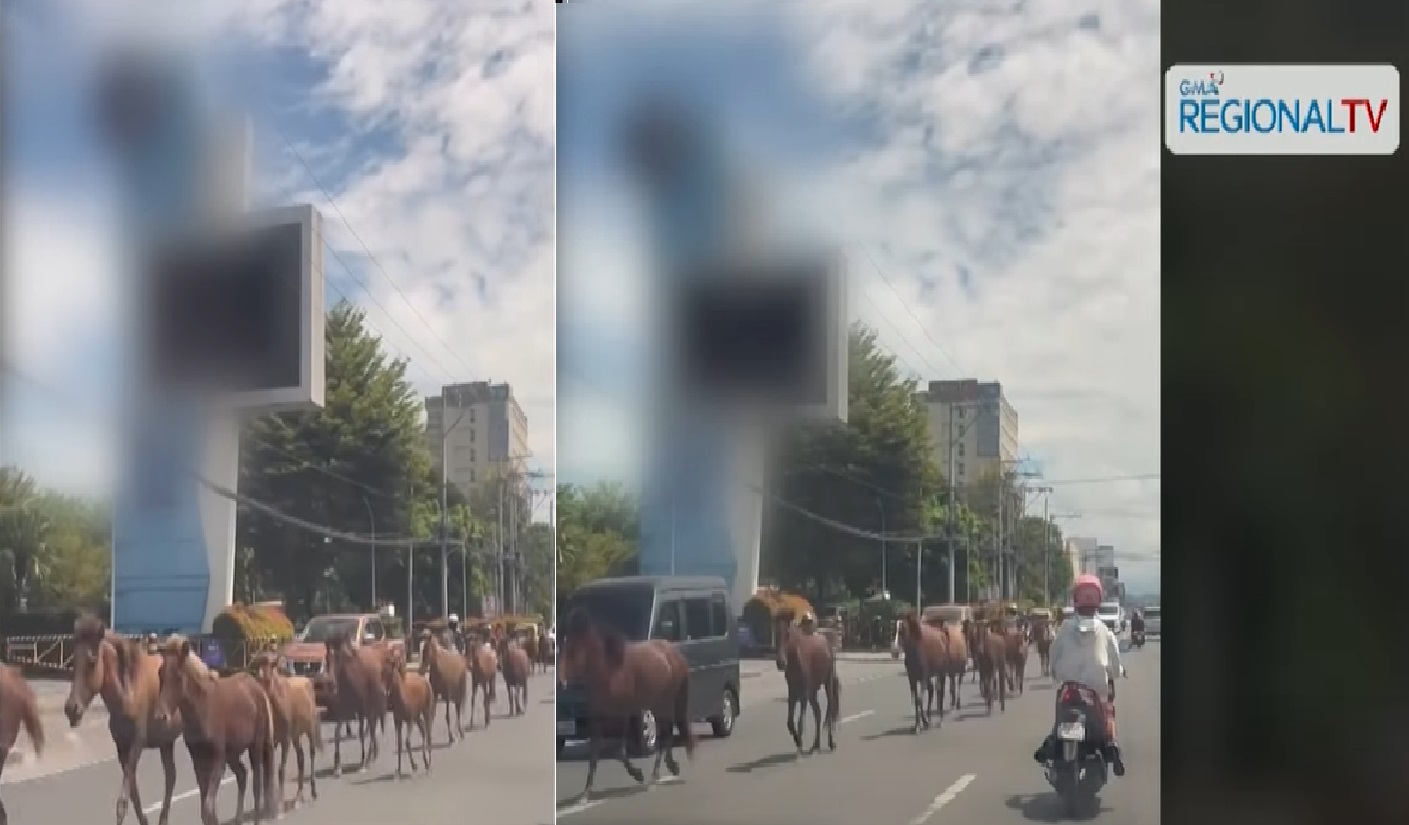 Mga kabayong nakawala sa farm, gumala sa kalsada