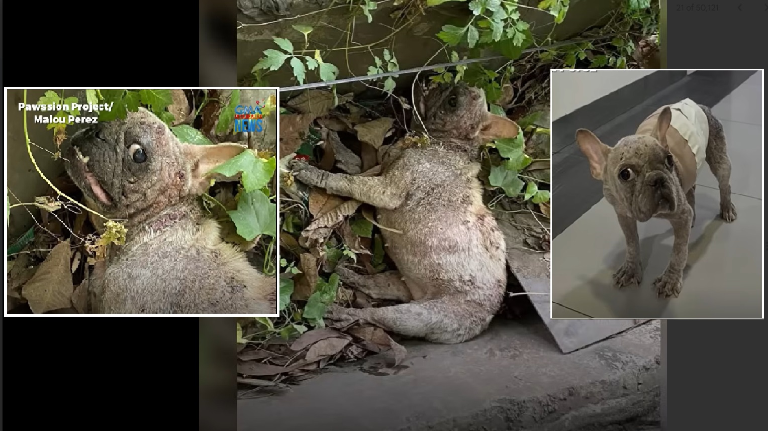 Aso na inabandona sa isang tambakan ng basura sa San Mateo, Rizal, sinaklolohan thumbnail