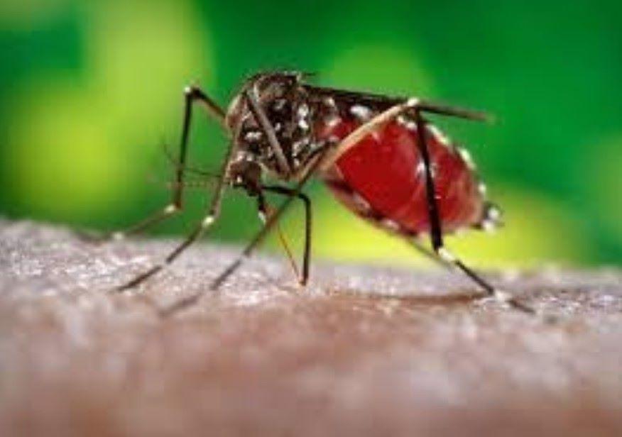 The dengue virus is transmitted to humans by infected mosquitoes
