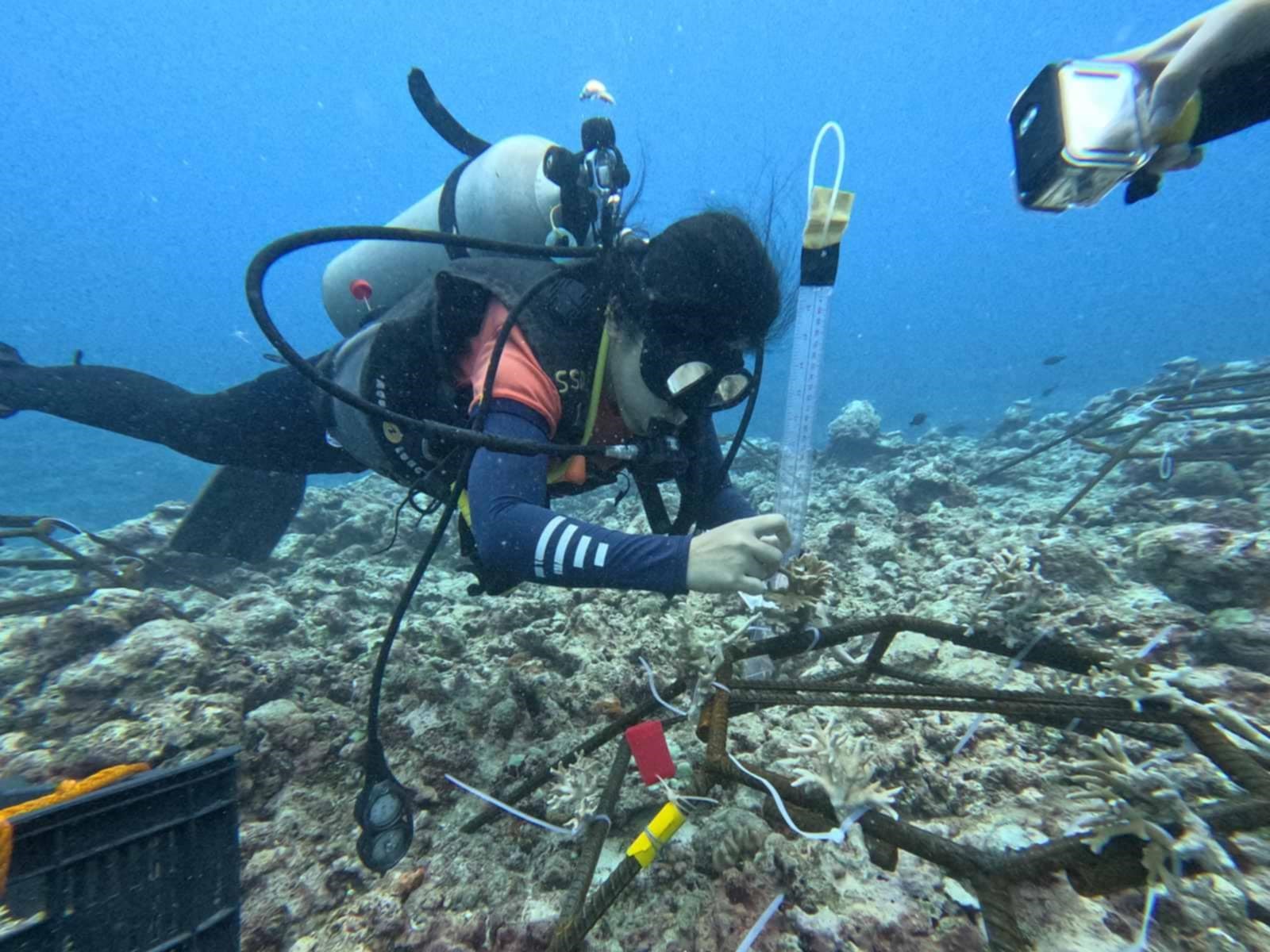 Coral rehab efforts continue in Kalayaan Island Group — PCG 