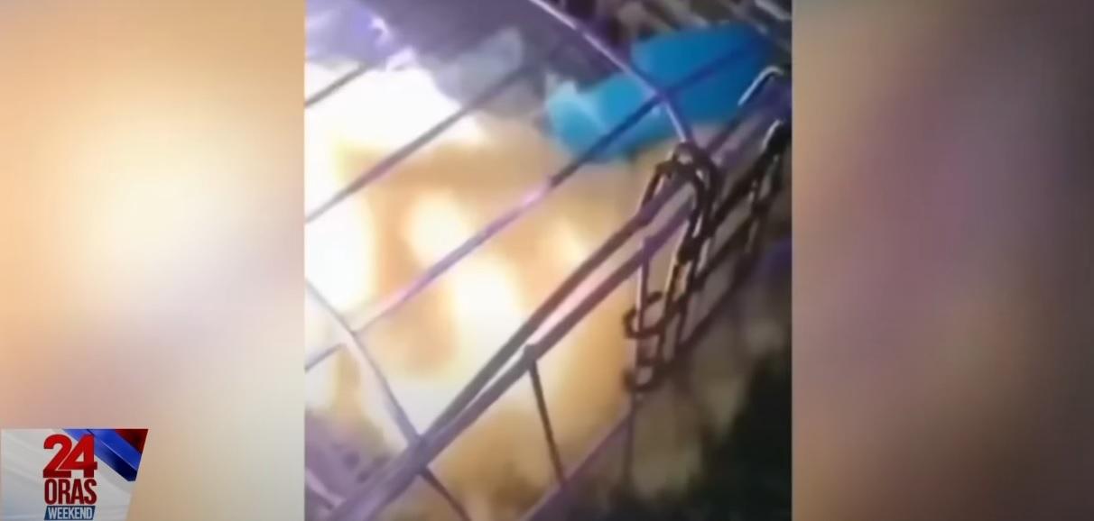 Cebu City Vet to investigate deaths of over 20 dogs, cats on Visayas-bound boat