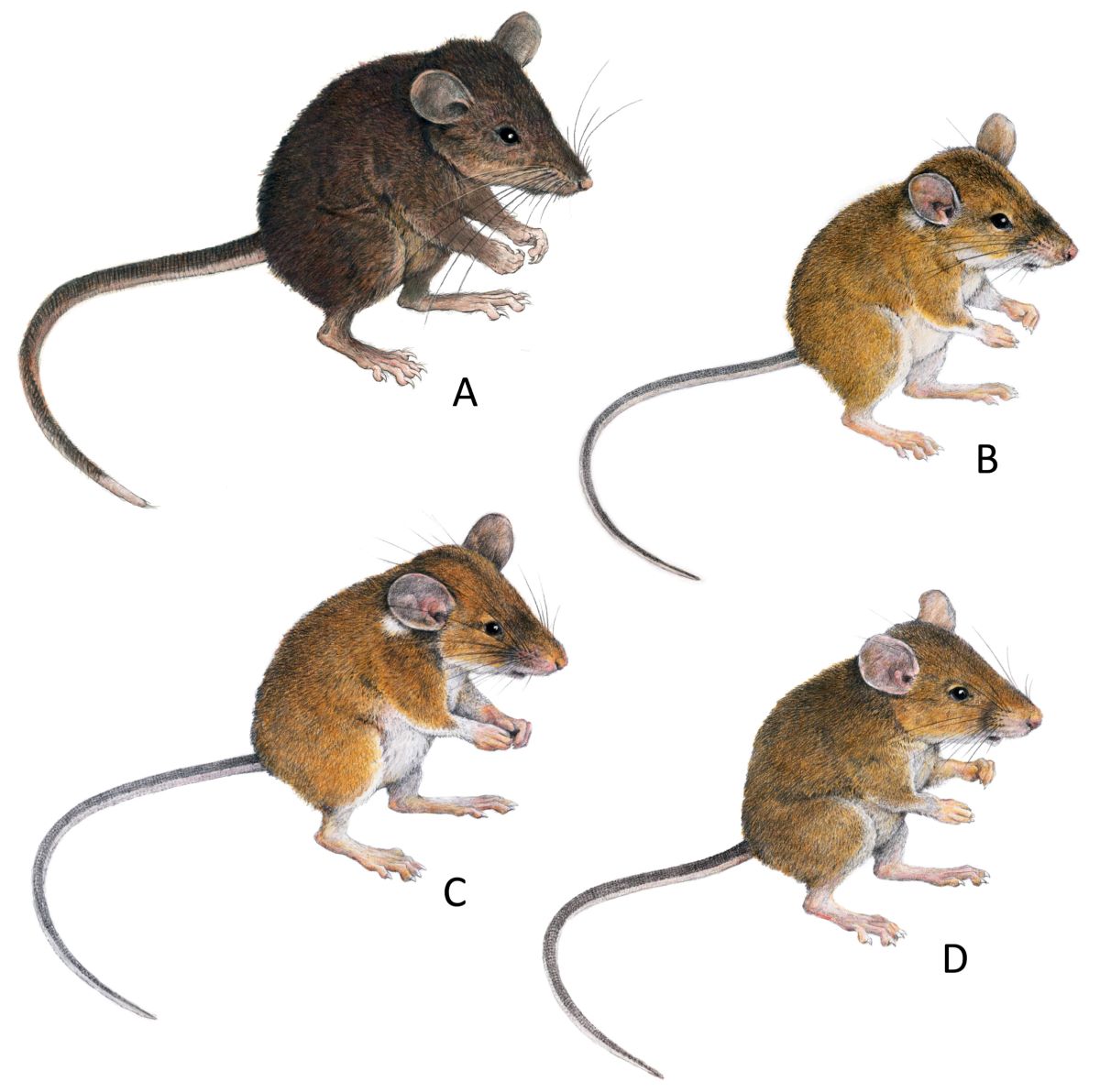 UP biologists help discover 3 new species of Philippine forest mice 