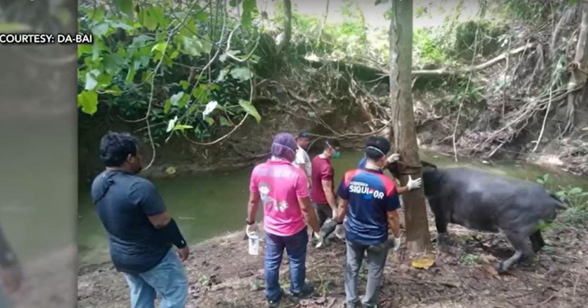 Melioidosis cases reported in Siquijor; DOH, DA respond