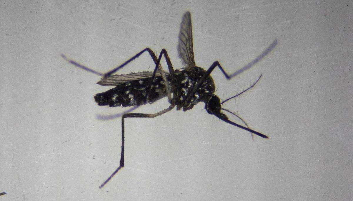 WHO sounds alarm on risk of chikungunya epidemic