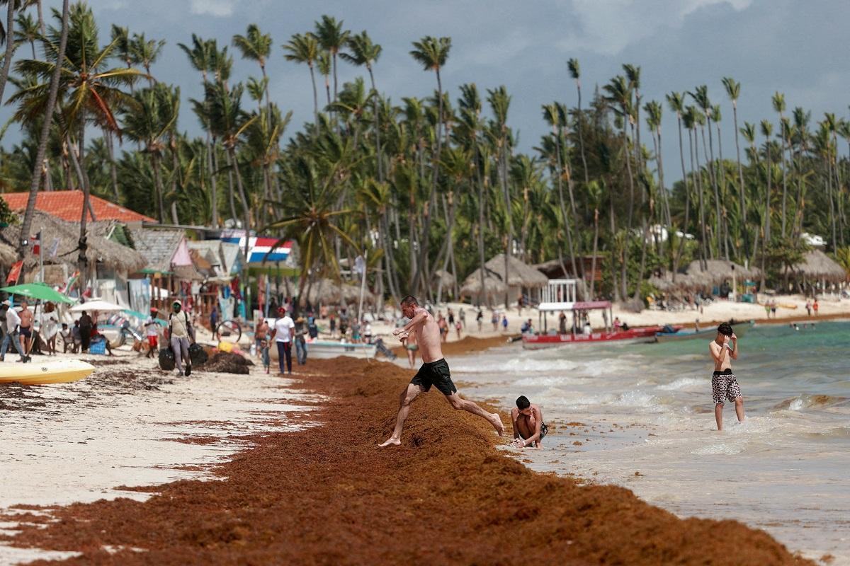 Seaweed covers Dominican beach | Photos | GMA News Online