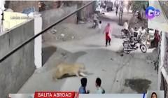 Alagang leon na nakalabas ng bahay, nang-atake ng mga tao sa kalsada sa Pakistan thumbnail