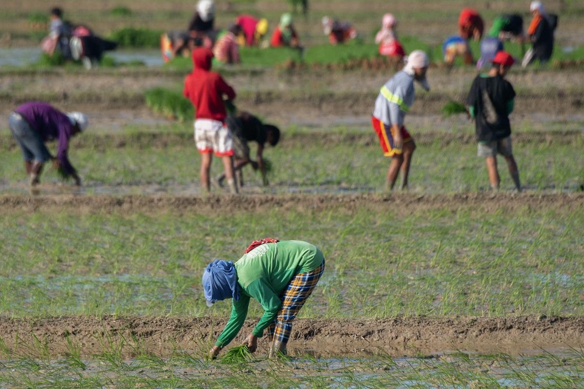Farmers plant rice in Narra, Palawan