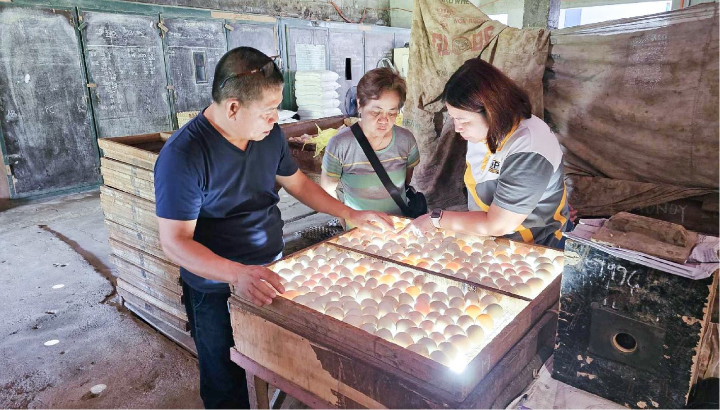 TIP, DOST developing alternative method to identify sex of ducklings