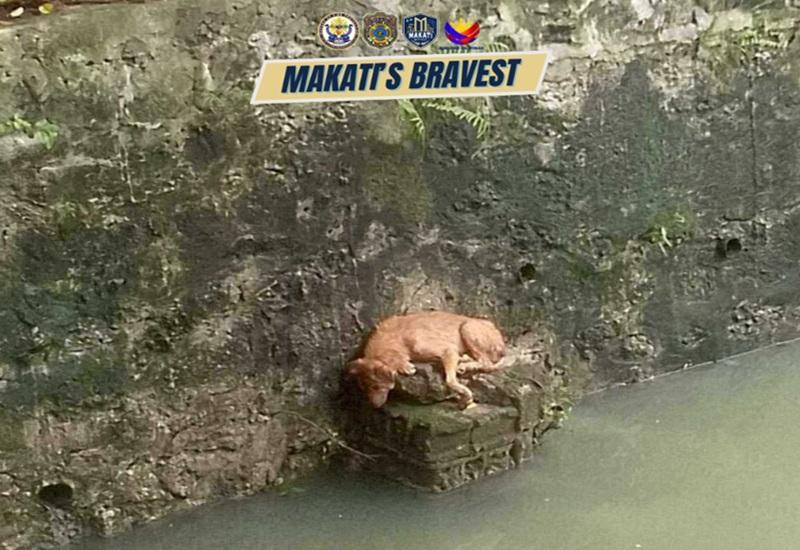 Makati firefighters rescue stranded dog