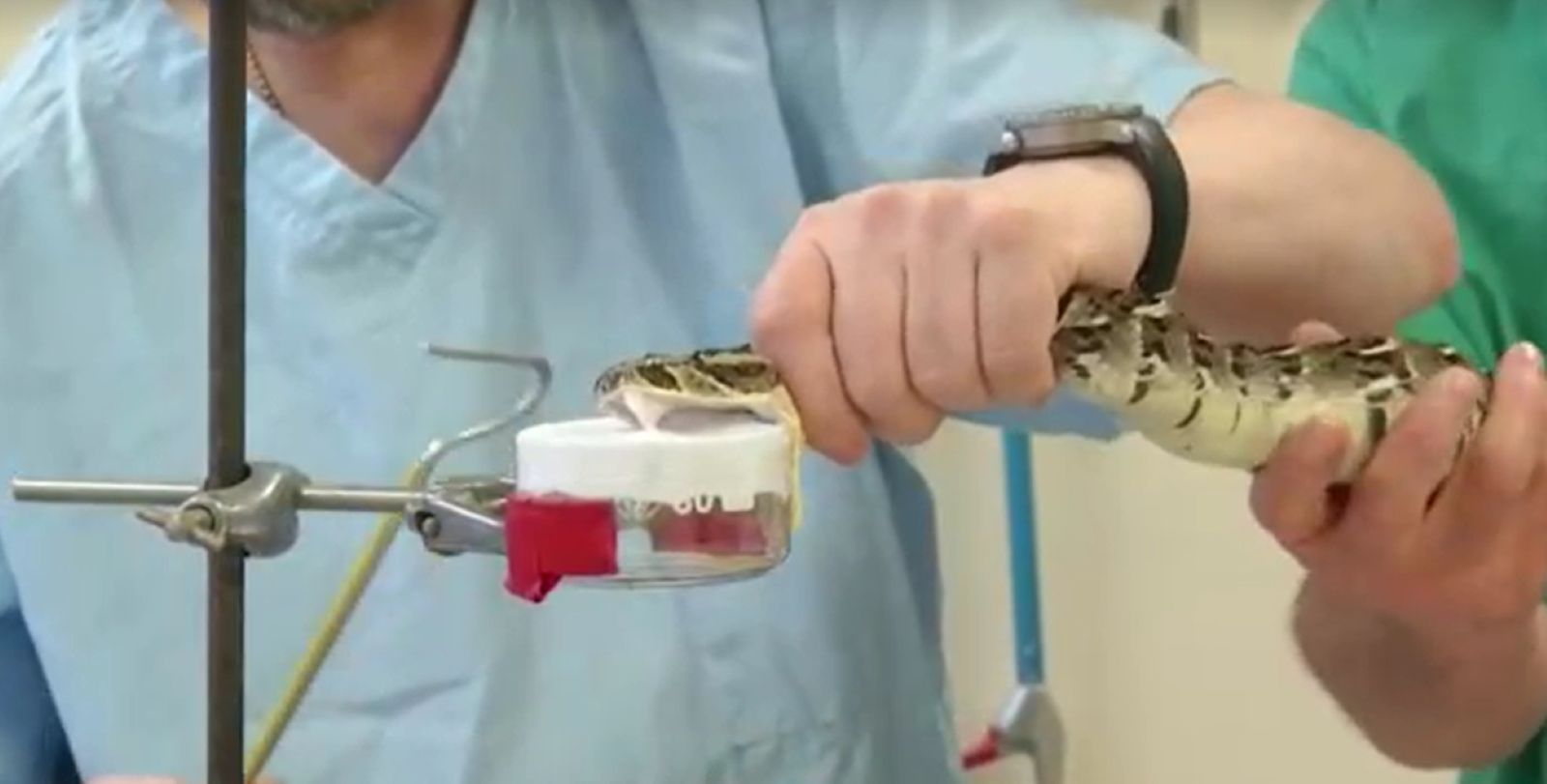 AI-designed antivenom could offer new hope for snakebite victims