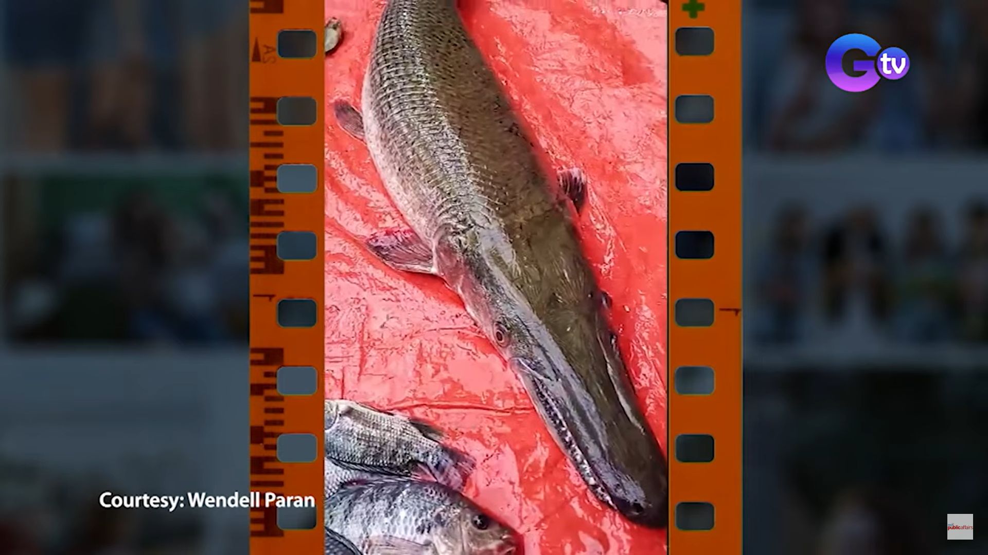 Isdang alligator gar na may matutulis na ngipin at mahabang nguso, natagpuan sa Taguig thumbnail