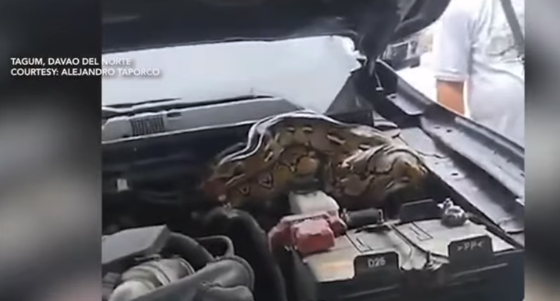 Sawa, bumungad mula sa makina ng sasakyan sa Tagum