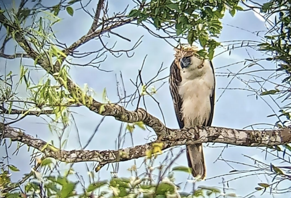 Male Philippine eagle caught hunting a civet after release into wild 