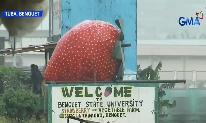 Strawberry farm in La Trinidad, Benguet damaged by floodwaters
