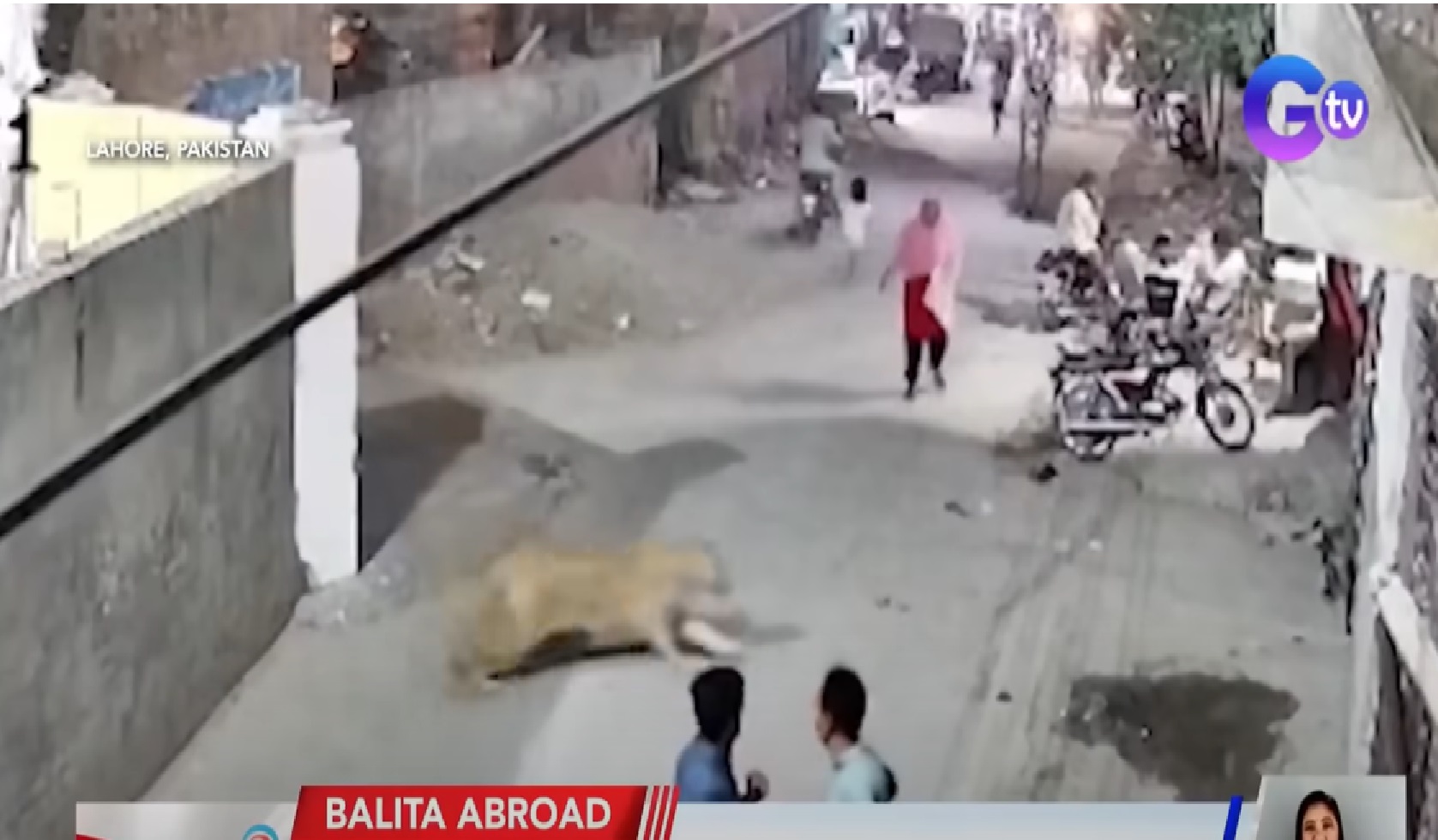 Alagang leon na nakalabas ng bahay, nang-atake ng mga tao sa kalsada sa Pakistan thumbnail