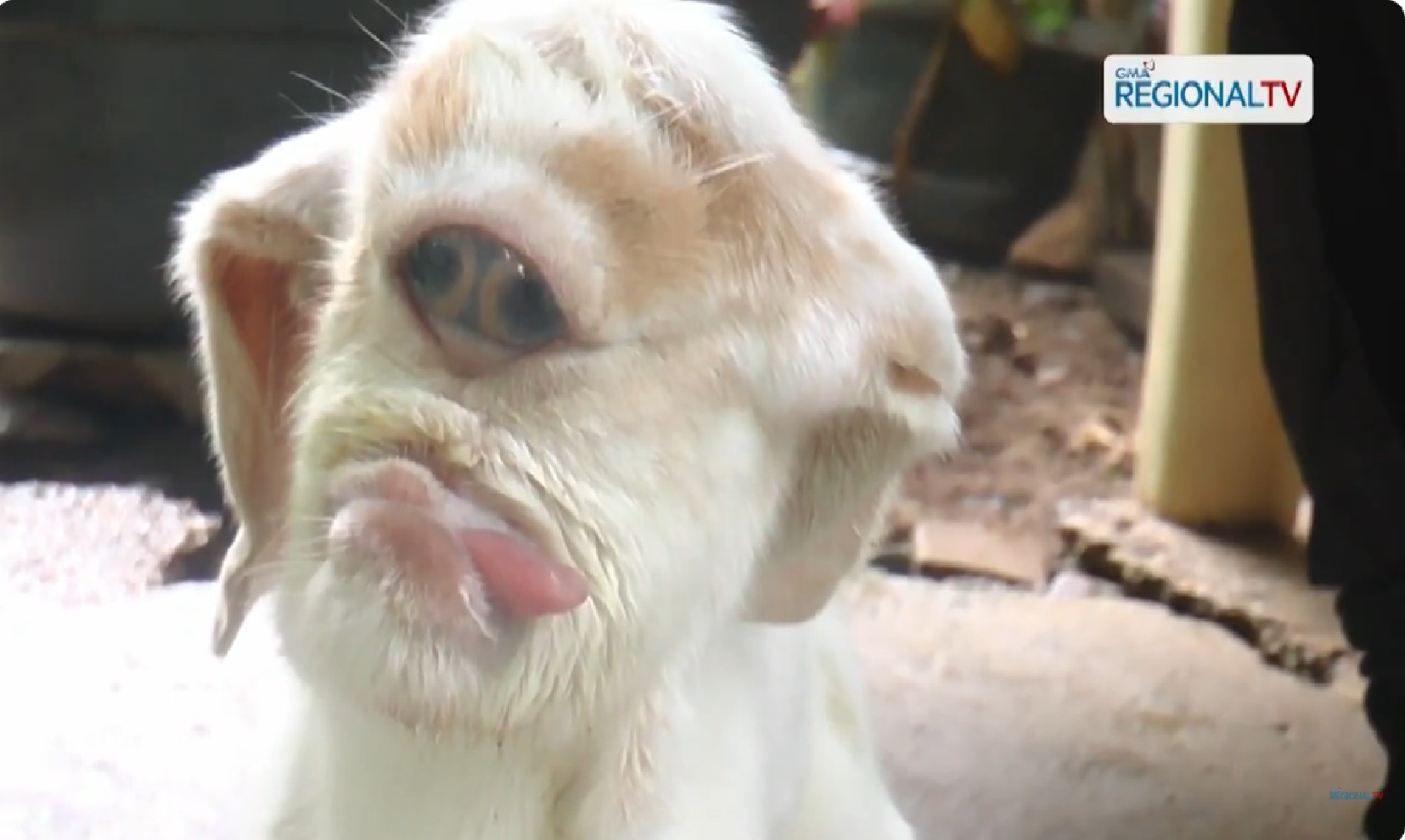 Bagong sila na kambing, agaw-pansin dahil sa kakaibang hitsura thumbnail