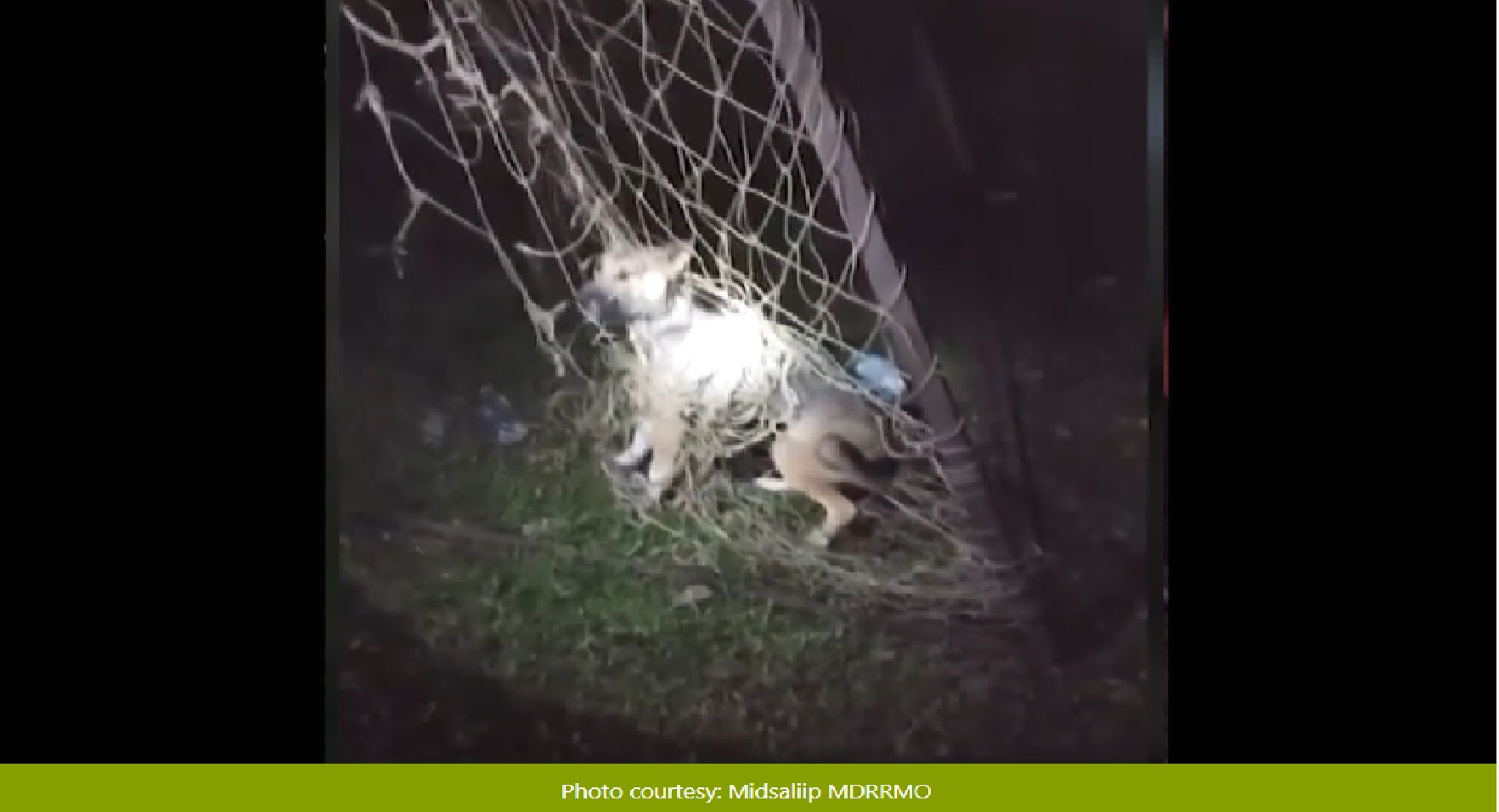 Aso na naipit sa soccer net, nailigtas pagkaraan ng 12 oras sa Zamboanga del Sur