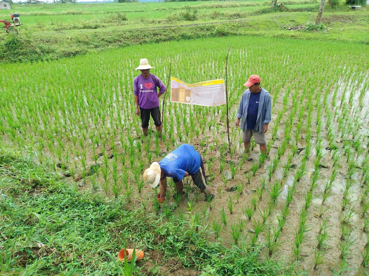 DA sees no price increase in rice despite storms, Habagat