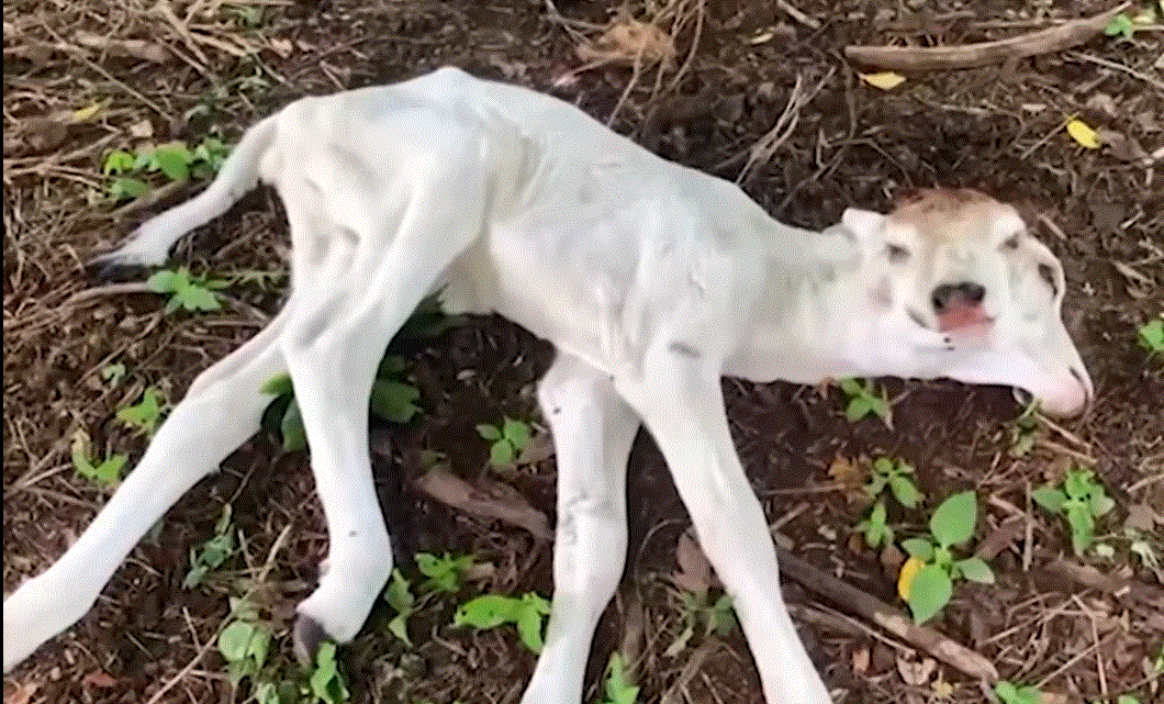 Baka na dalawa ang ulo, isinilang sa Batangas thumbnail