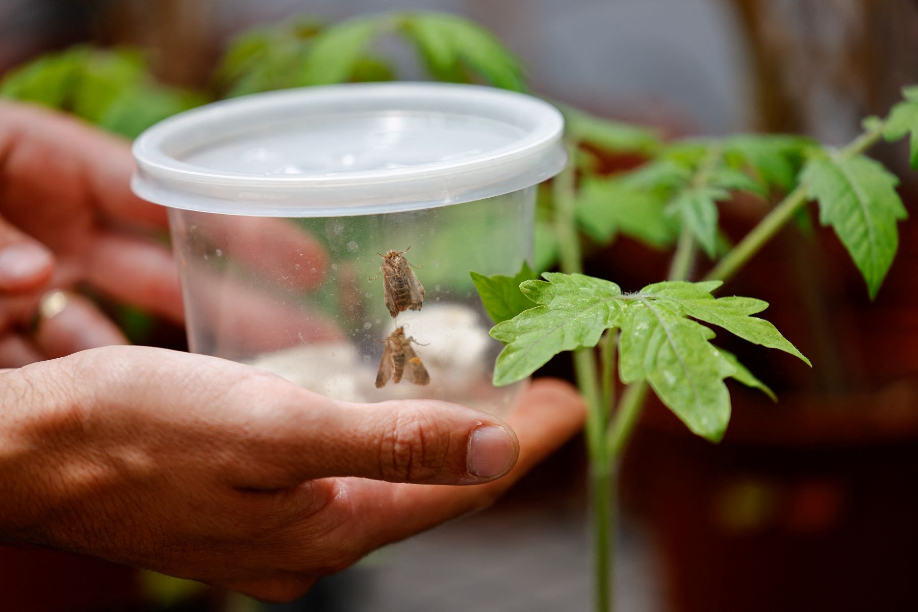 Israeli research finds that when plants talk, insects listen