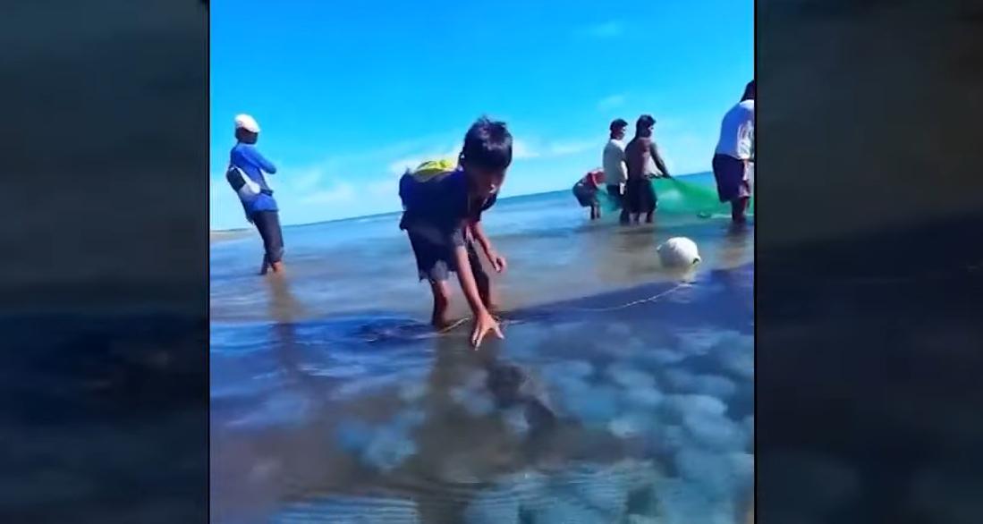 Blue blubber jellyfish swarm Pamplona, Cagayan waters